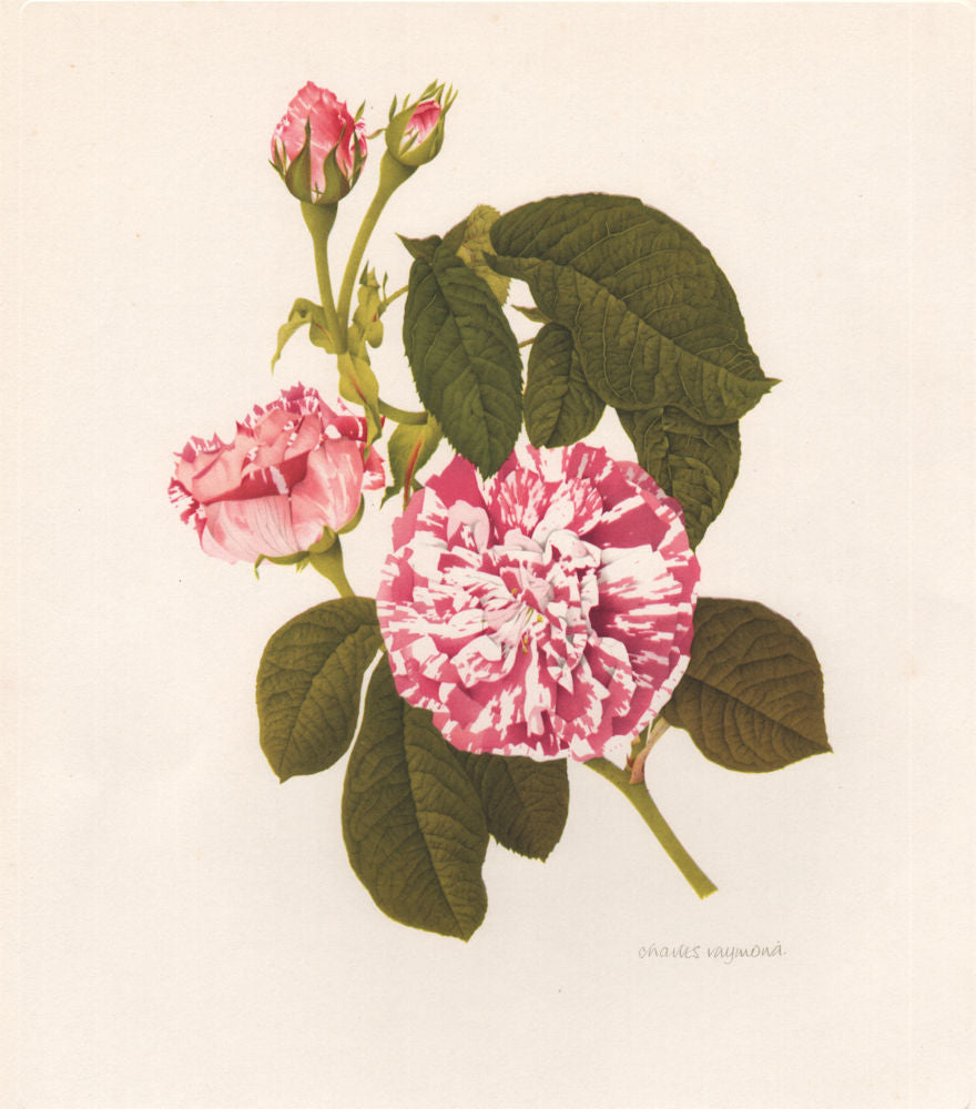 OLD GARDEN ROSES. Rosa Gallica Camaieux. CHARLES RAYMOND 1957 print
